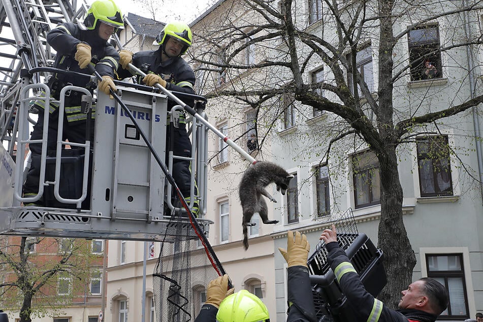 Drehleiter im Einsatz auf dem Chemnitzer Sonnenberg: Bei echten Notlagen holen die Kameraden der Feuerwehr auch Tiere aus luftiger Höhe zurück auf festen Boden.