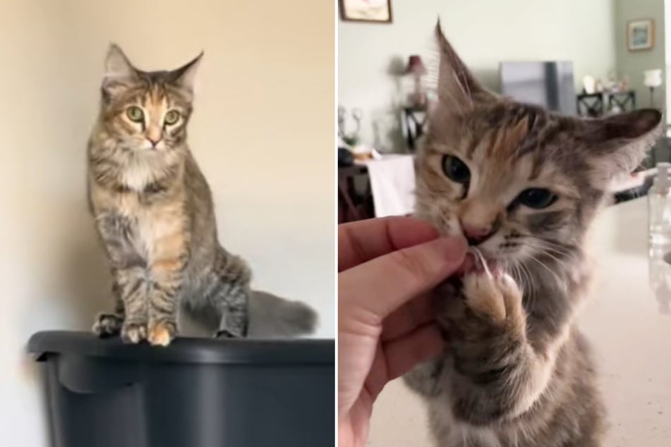 Joan the cat loves cheese, but maybe the cheese doesn't love her.