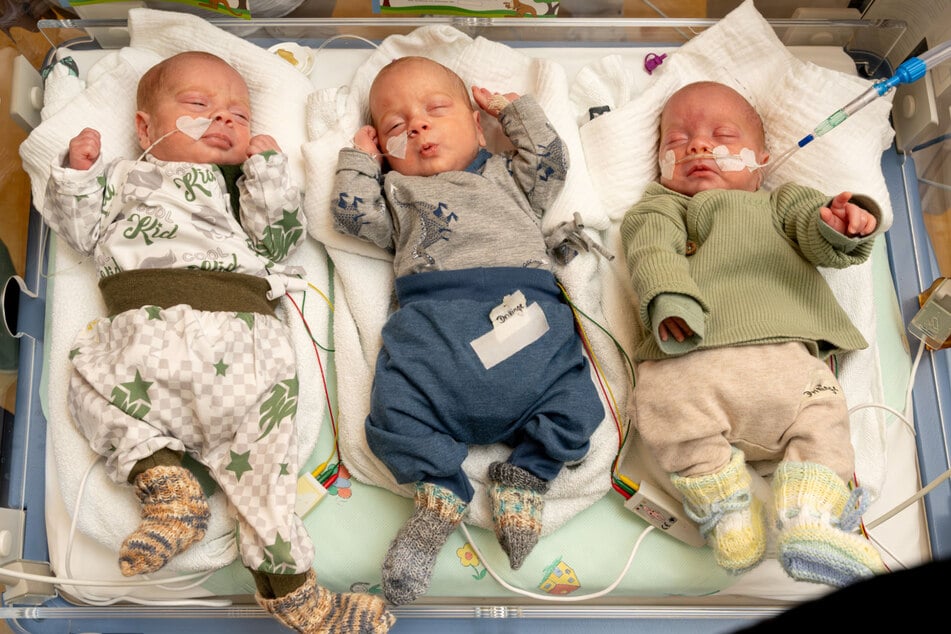 v.l.n.r.: Hardy, Levi und Bernie sind aus nur einer befruchteten Eizelle entstanden, die sich zunächst einmal und dann noch einmal geteilt hat. Das ist extrem selten.