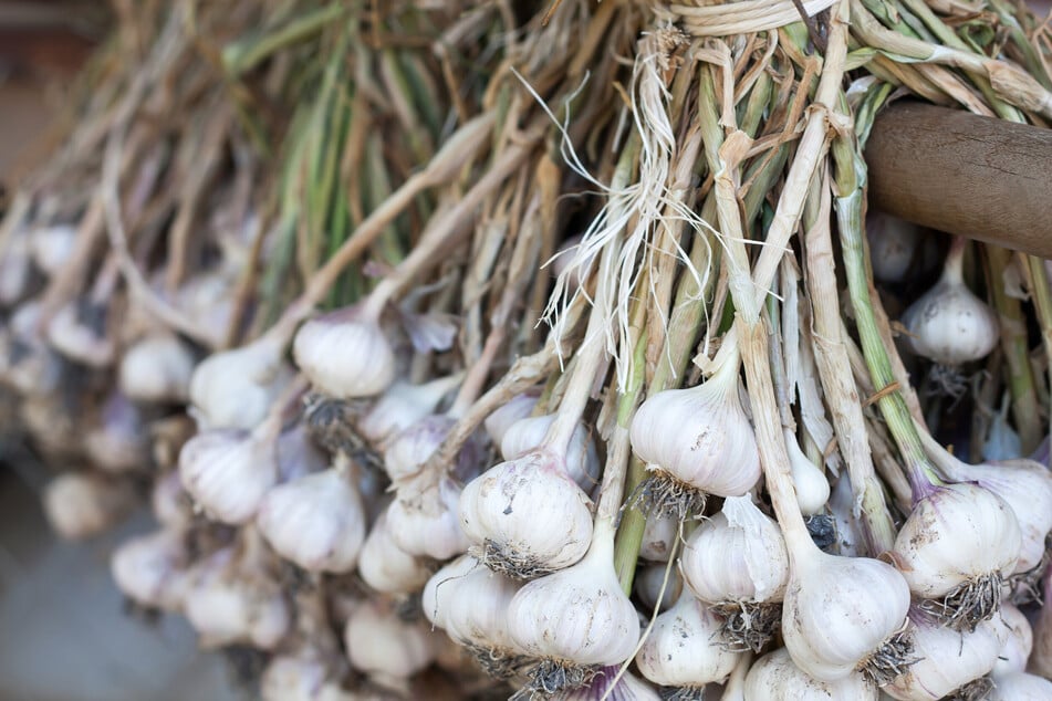 Vor dem Einlagern: Zum Trocknen kann man Knoblauch aufhängen.