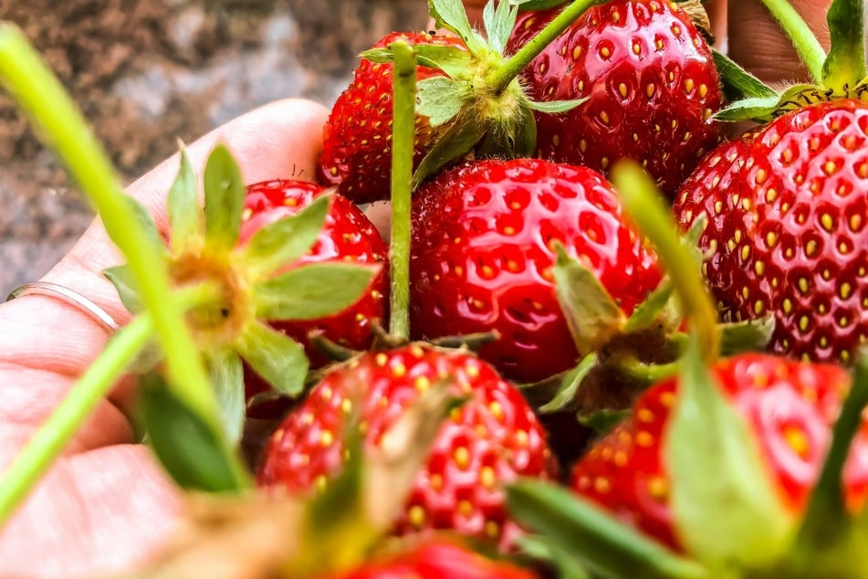 Frische Erdbeeren bekommt man auf vielen Feldern in und um Berlin. (Symbolbild)