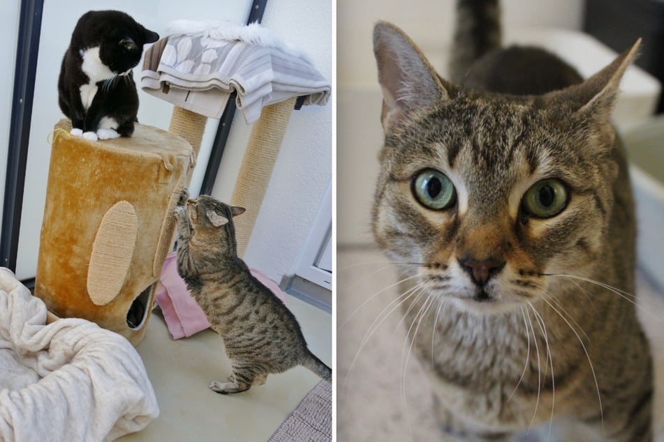 Suki (r.) und Balu sind ein eingespieltes Team und wollen ihre restliche Zeit unbedingt zusammen verbringen.