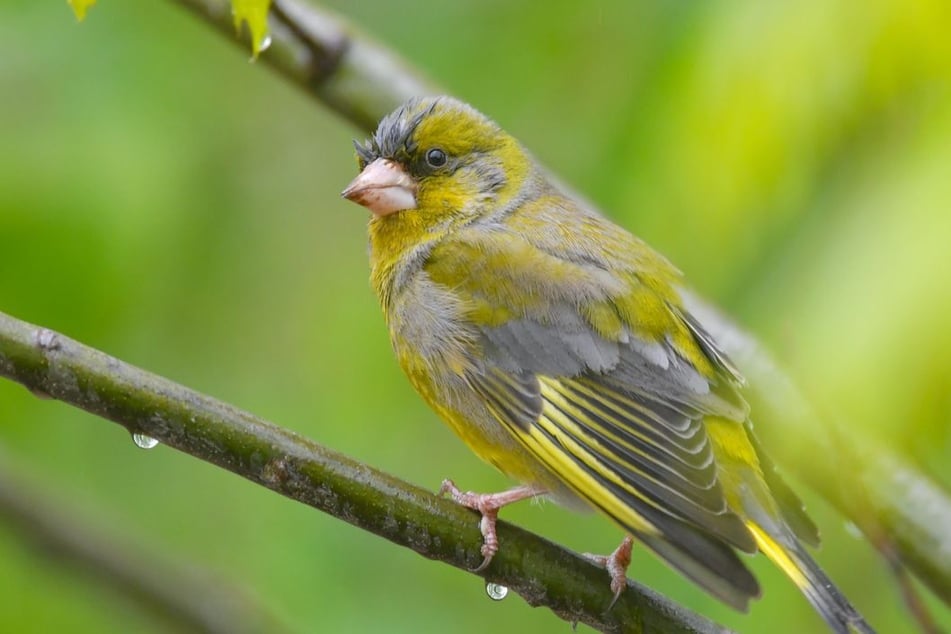 Bei der diesjährigen "Stunde der Gartenvögel" gilt das Augenmerk der Ornithologen den Finkenarten. (Symbolbild)