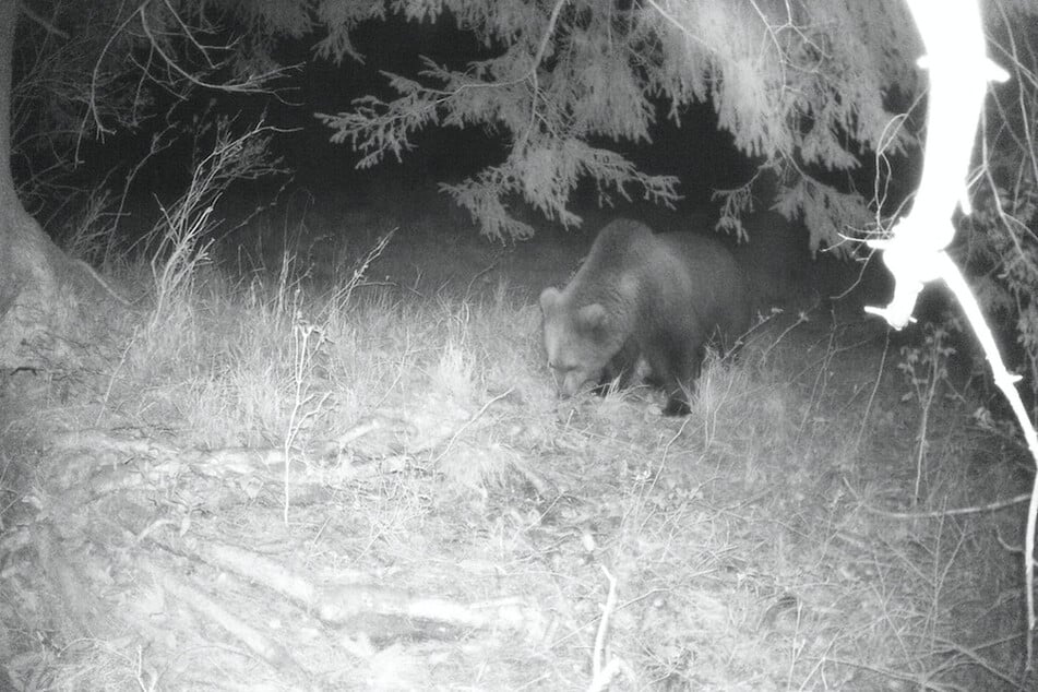 Eine Wildtierkamera hat Anfang Mai im Landkreis Garmisch-Partenkirchen einen Braunbären aufgenommen.