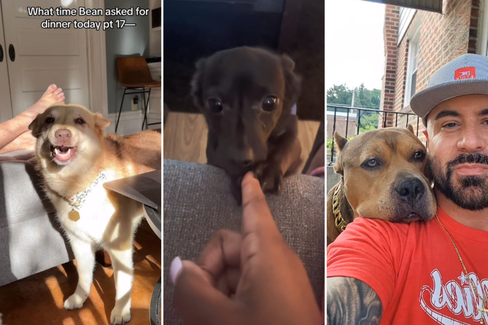 Meet TikTok's top three dogs of the week bringing laughter and joy!