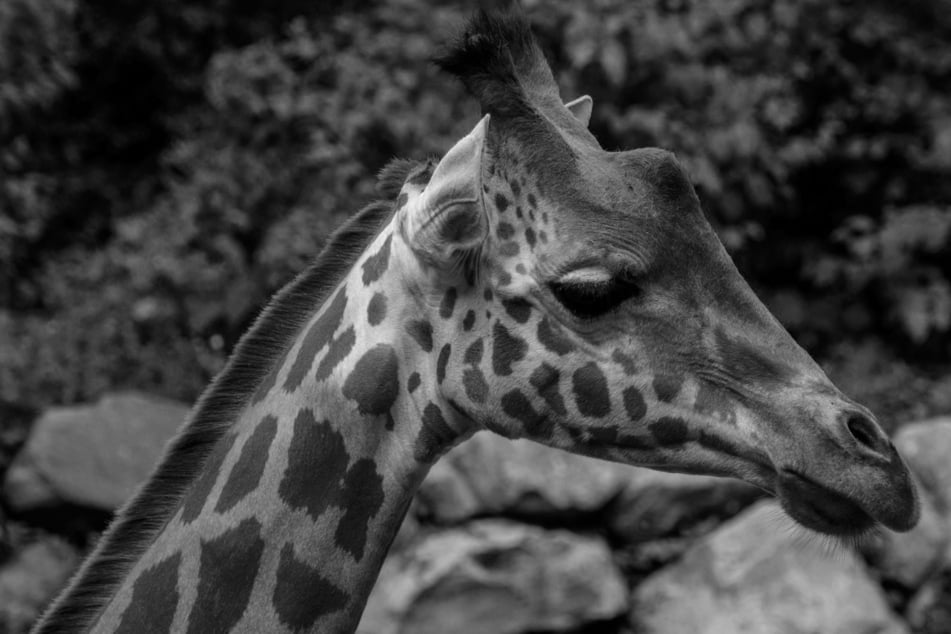 Trauer um junge Giraffe: Das ist der Grund für Njaros mysteriösen Tod