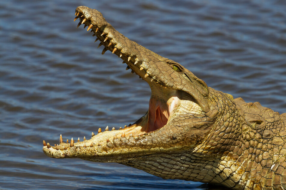 Crocodiles clamp on to their prey and then violently spin, in a move known as the death roll (stock image).