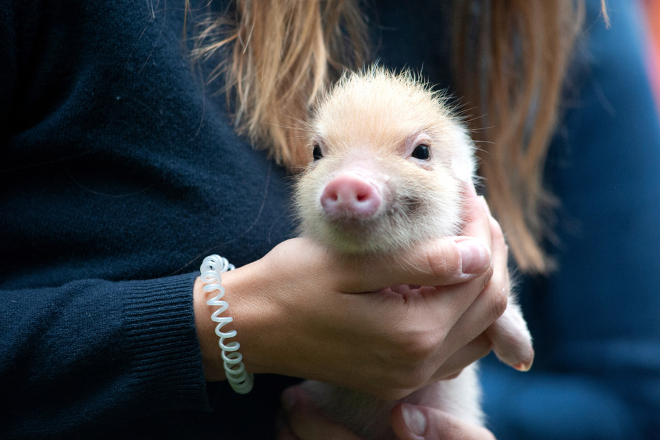 Kleine Schweinchen sollen für große Freude in der Kiste sorgen.