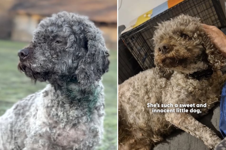 "Tina" erkennt man nach ihrer Rettung und einer großen Portion Liebe kaum wieder.