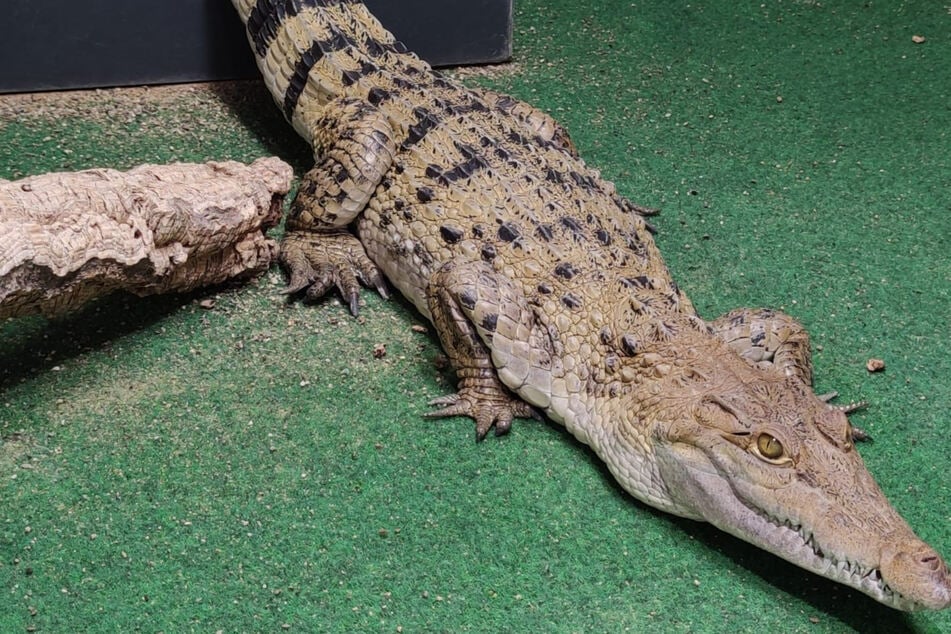 Für ihre lange Reise musste das Philippinenkrokodil-Weibchen fünf Jahre lang vorbereitet werden. Kölner Zoo / T. Ziegler