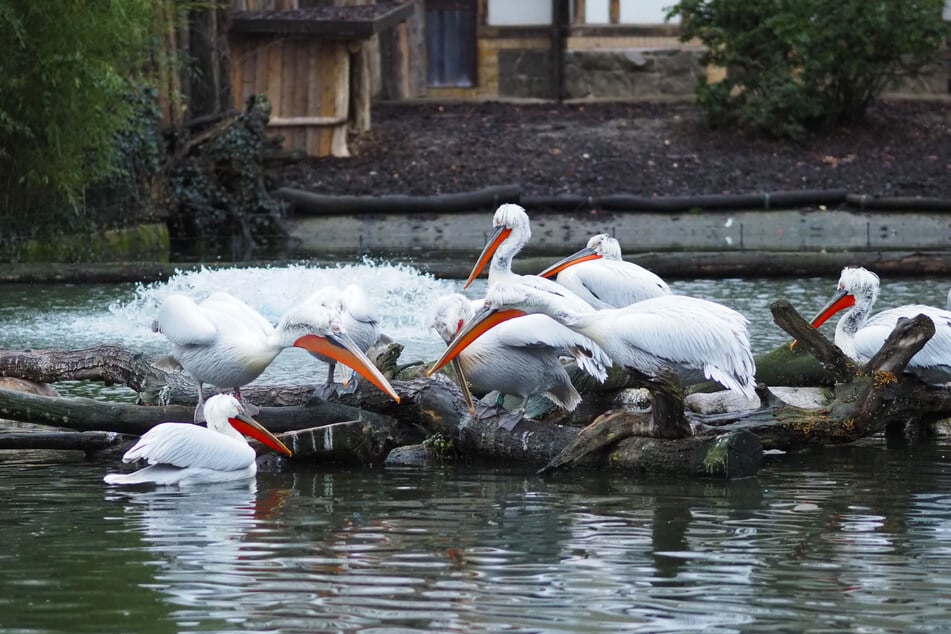 Die Krauskopfpelikane im Leipziger Zoo nehmen ihre Mahlzeiten inzwischen nicht mehr in ihrem Teich, sondern an Land ein. (Archivbild)