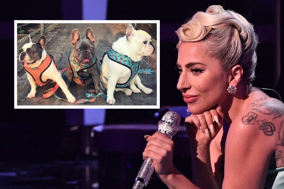 Lady Gaga's dog walker was attacked and two of her pets stolen on February 24, 2021.
