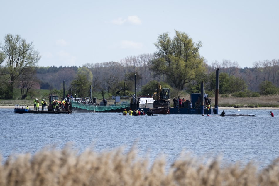 Der Wal ist nach wie vor noch einige Meter von der Barge entfernt.