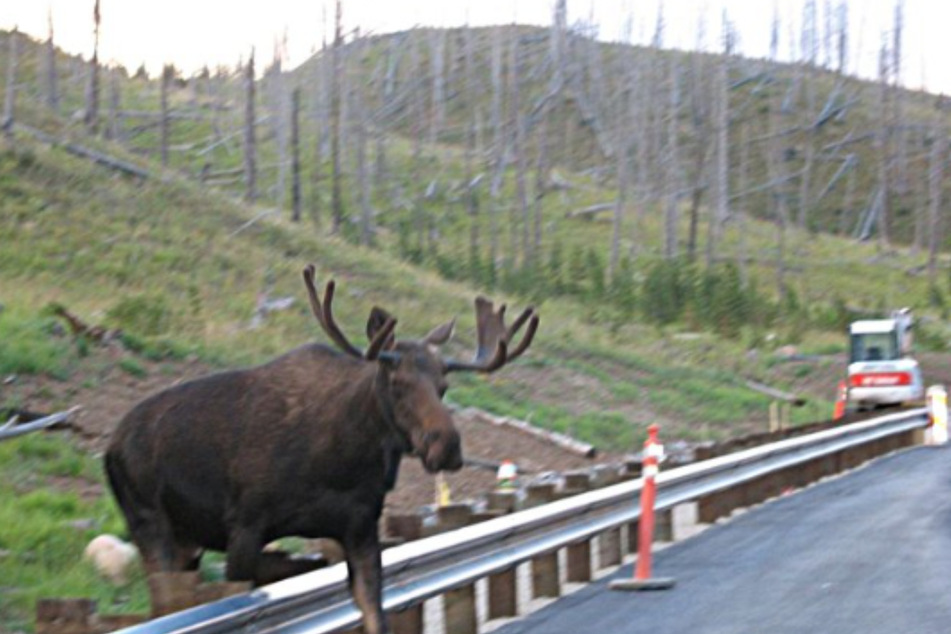 The US has announced funding for wildlife crossings! Some 200 people die each year in crashes with animals.