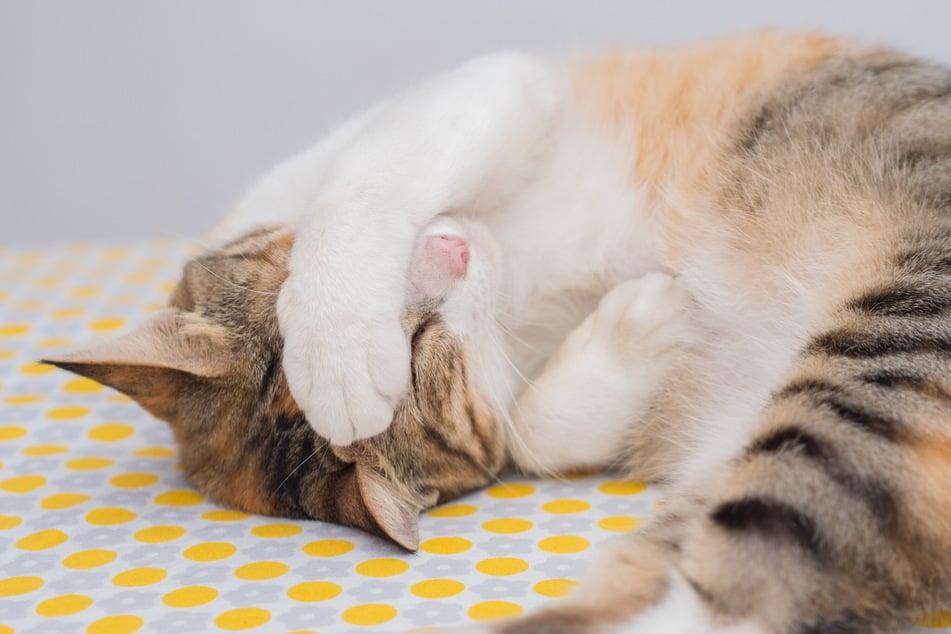 Kopfverletzungen können dazu führen, dass sich eine Katze verwirrt dreht.