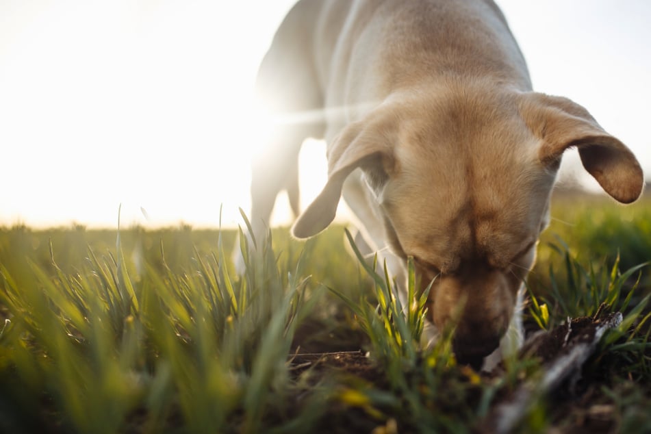 Giftköder für Hunde ausgelegt! Polizei warnt Halter vor tödlicher Gefahr