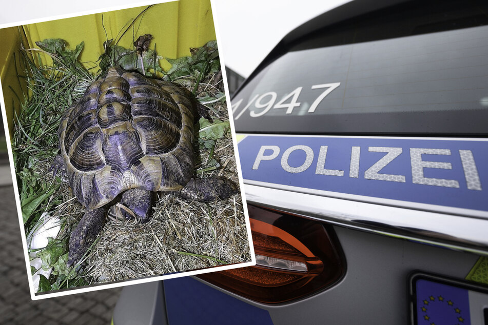 Mitten auf der Straße wurde diese griechische Landschildkröte gefunden.