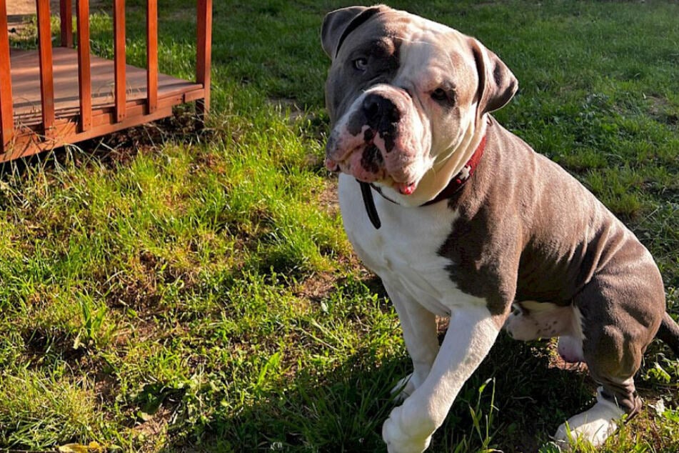 Para el imponente bulldog americano, los rescatadores de animales buscan personas que puedan ofrecerle un hogar tranquilo en un entorno libre de estrés.