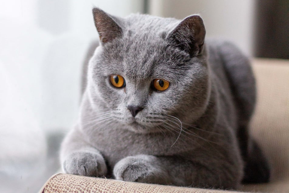 The British shorthair features a solid coat and is the best grey cat breed in the world.