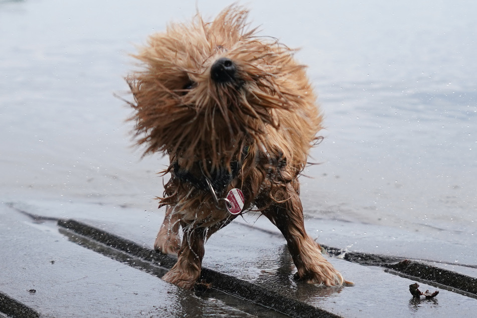 Hitze auch in Hamburg. Ein Hund schüttelt sich nach einem erfrischenden Bad in der Elbe.