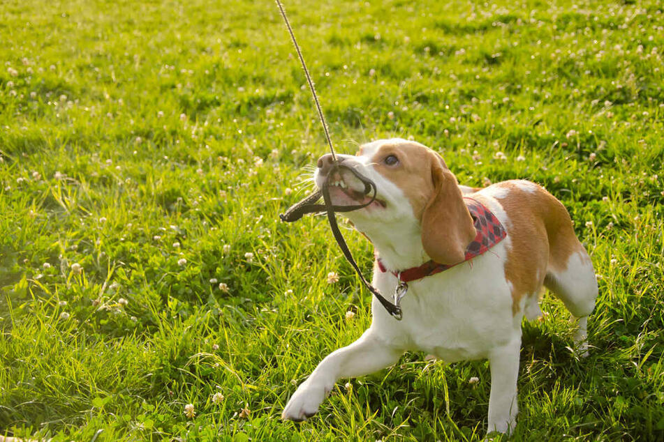 You'll get on top of a dog's leash-chewing habit with proper training.