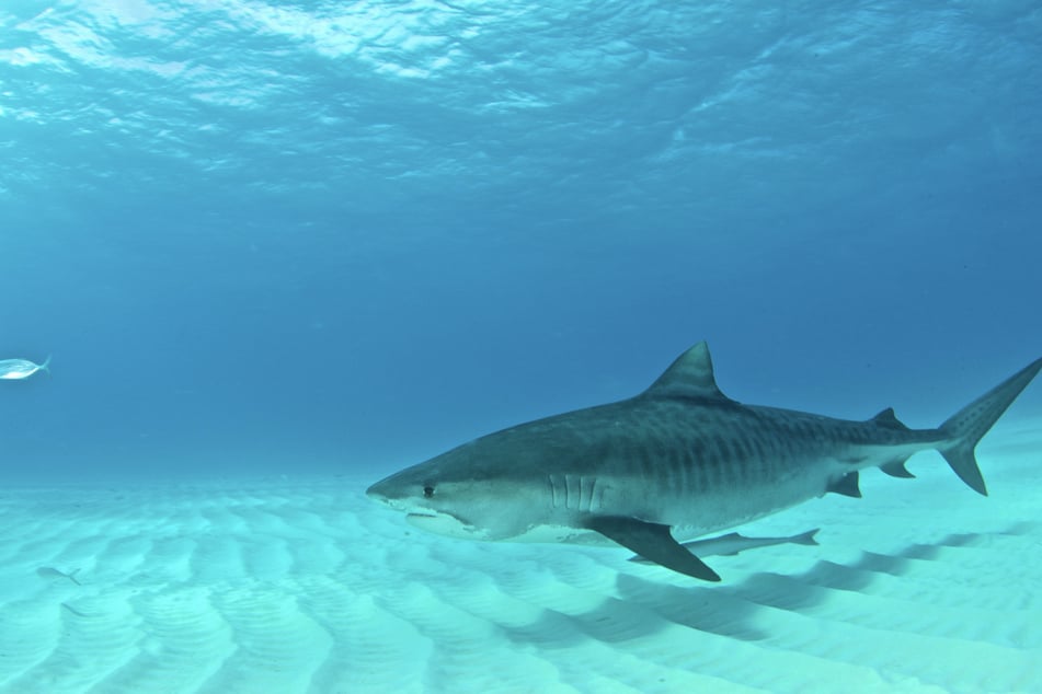 Welche Haiart für den Angriff verantwortlich war, ist bislang nicht geklärt. (Symbolbild)