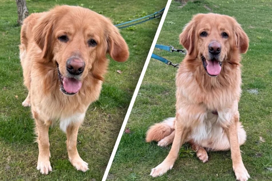 Flauschiger Riese hofft auf Neuanfang: Hund Cando ist erst zwei Jahre alt