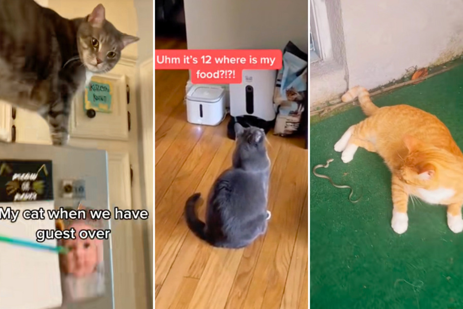 These three hilarious cats on TikTok will surely make you re-think the intelligence of our feline friends!