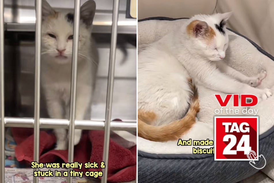 viral videos: Viral Video of the Day for May 12, 2023: A sick kitty's heartwarming journey home