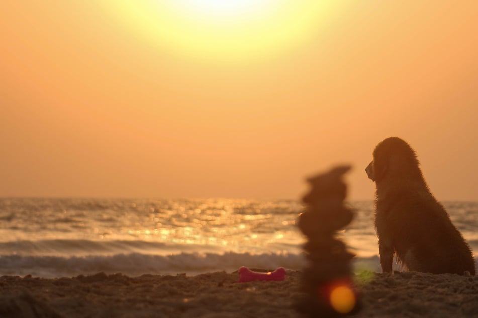 A scorching sun can give your pooch a serious sunburn or even sunstroke.