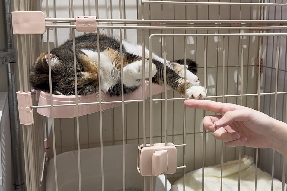 The animals had been inside a cat café when the deadly earthquake struck.