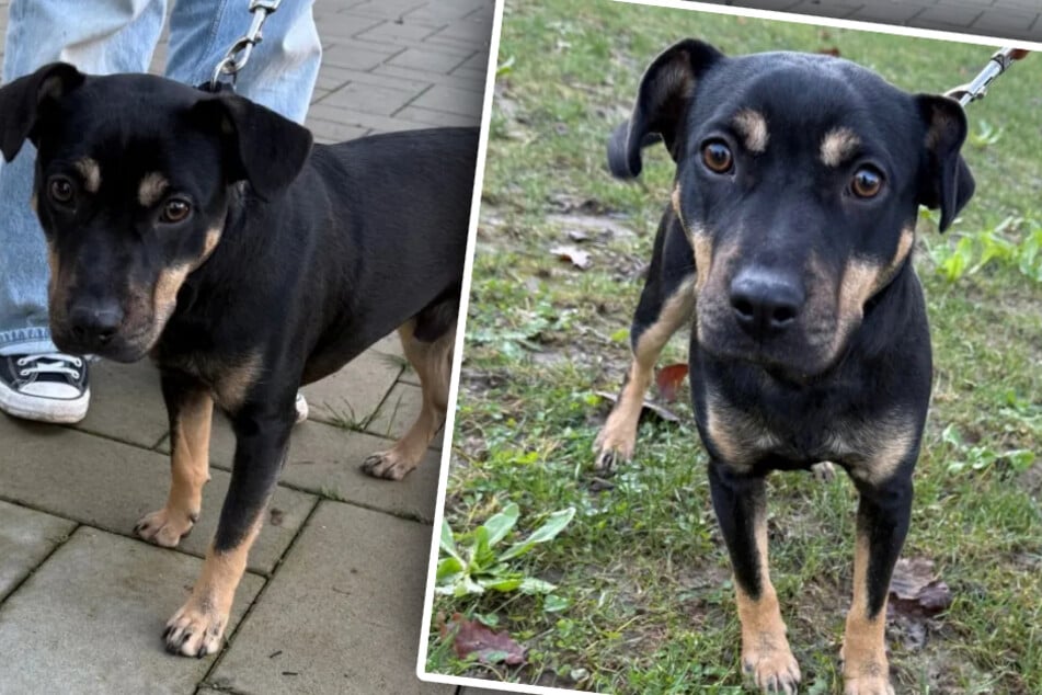 Mladý pes se dostane do nesprávných rukou: majitelé si rychle uvědomí, že jsou naprosto nevhodní.