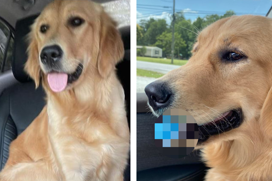 Frau lässt Hund kurz im Auto allein: Als sie danach seine Zunge sieht, traut sie ihren Augen kaum