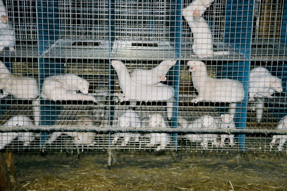 Mink at a farm in Denmark were killed to prevent transmission of a mutated form of Sars-CoV-2 in 2020.
