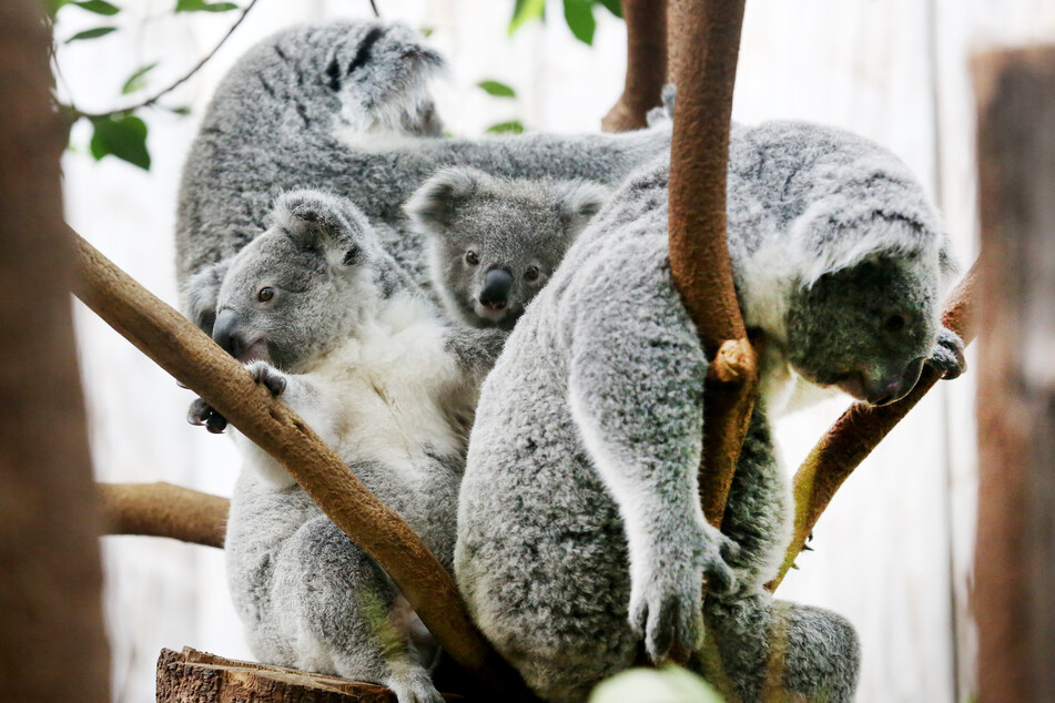 Koala-Baby Eerin (M) sitzt mit Brüderchen Tarni (l) und den Müttern Eova (hinten l) und Gooni in einer Astgabel.