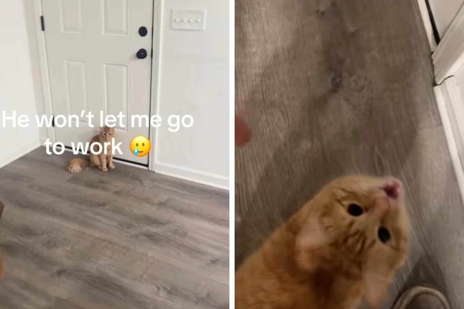 As if it wasn't hard enough to get to work some days, this sassy orange cat is making it even harder for his owner to leave the house.