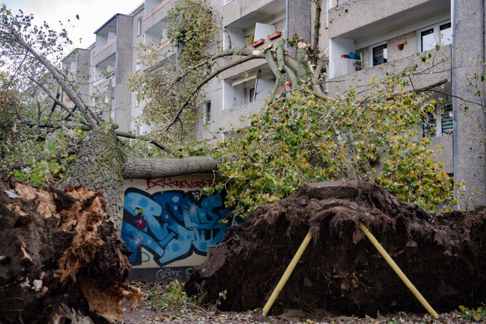 Das Sturmtief hinterlässt seine Spuren. In Pankow wurden zwei große Pappeln entwurzelt.