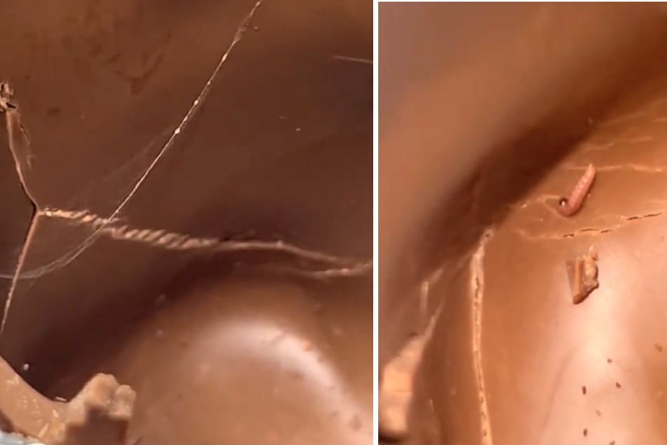 Tatsächlich entdeckte die Australierin Insekten in dem Hohlkörper.