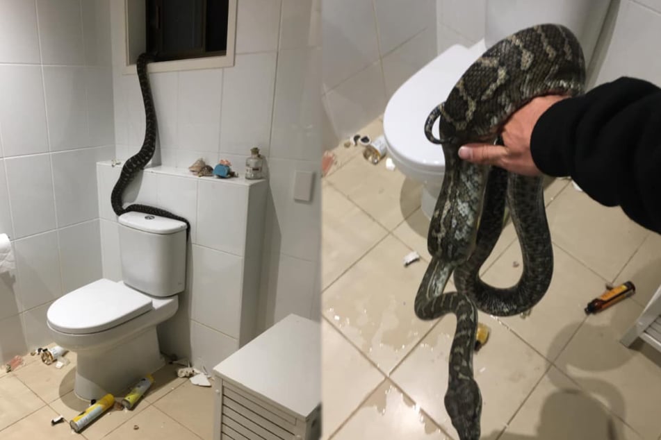 Der Python hatte in dem Bad randaliert. Später packte ihn ein Schlangenfänger (Bildmontage).