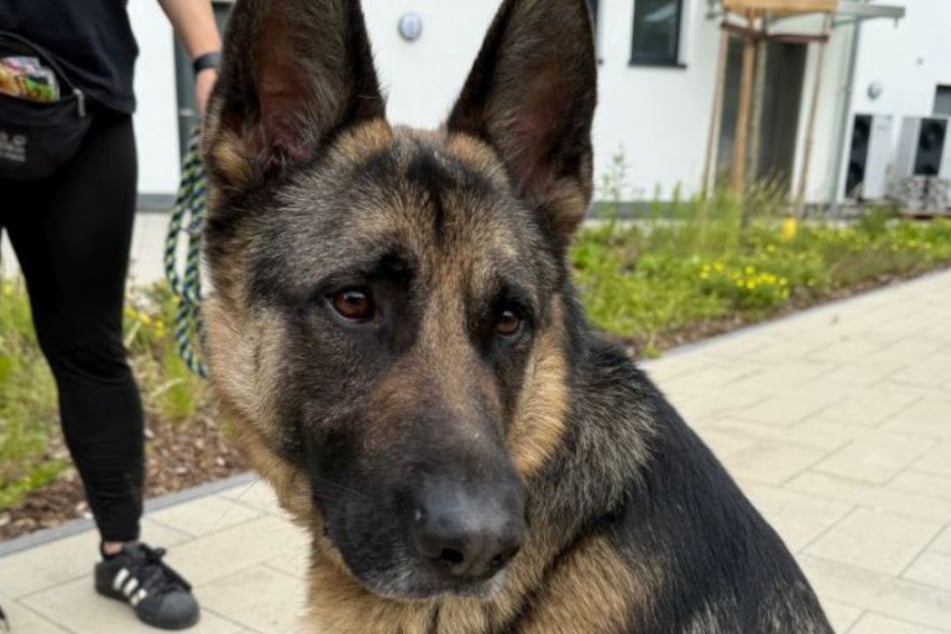 Ciro war bereits Dauergast im Tierheim Bergheim, bevor er kürzlich dann endgültig zu den Tierrettern zog.