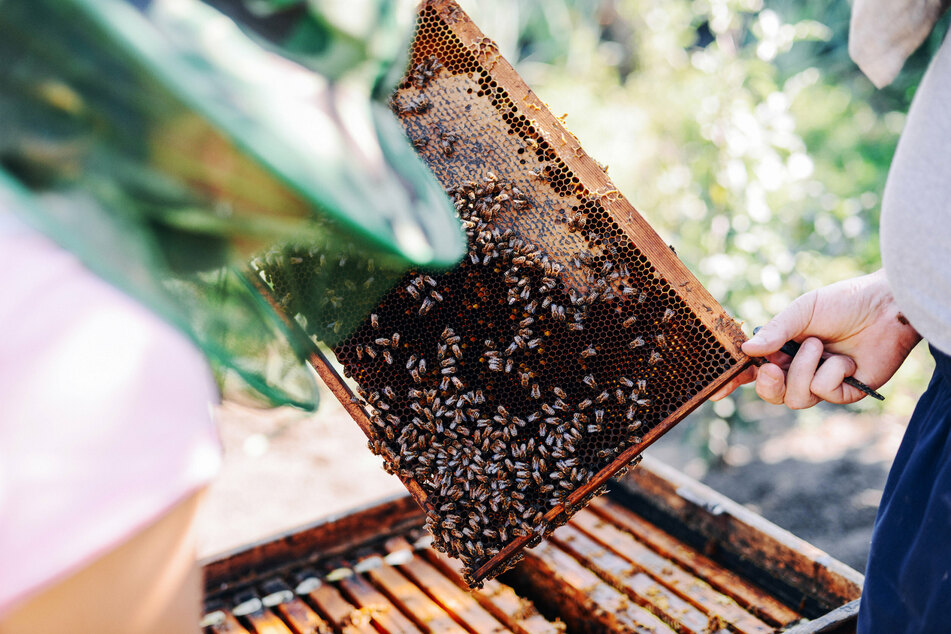 Beekeepers are using the tech buzz to stop an epidemic of hive heists
