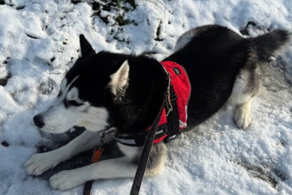 Loki ma niecały rok i chciałby jeszcze wiele się nauczyć.