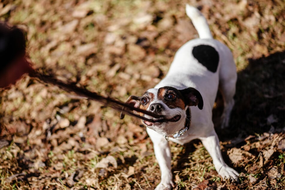 Nur mit konsequentem Training bekommt man ungehorsame Hunderassen wie Jack Russell in den Griff.