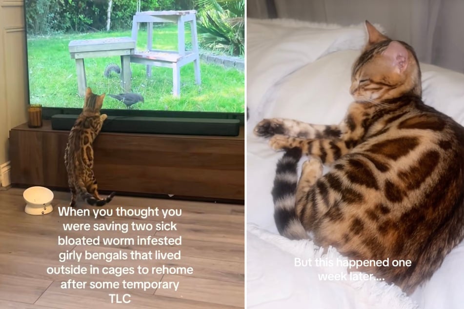 Pouze několik dní po tom, co si Hannah adoptovala kočky, si všimla, že něco není v pořádku.