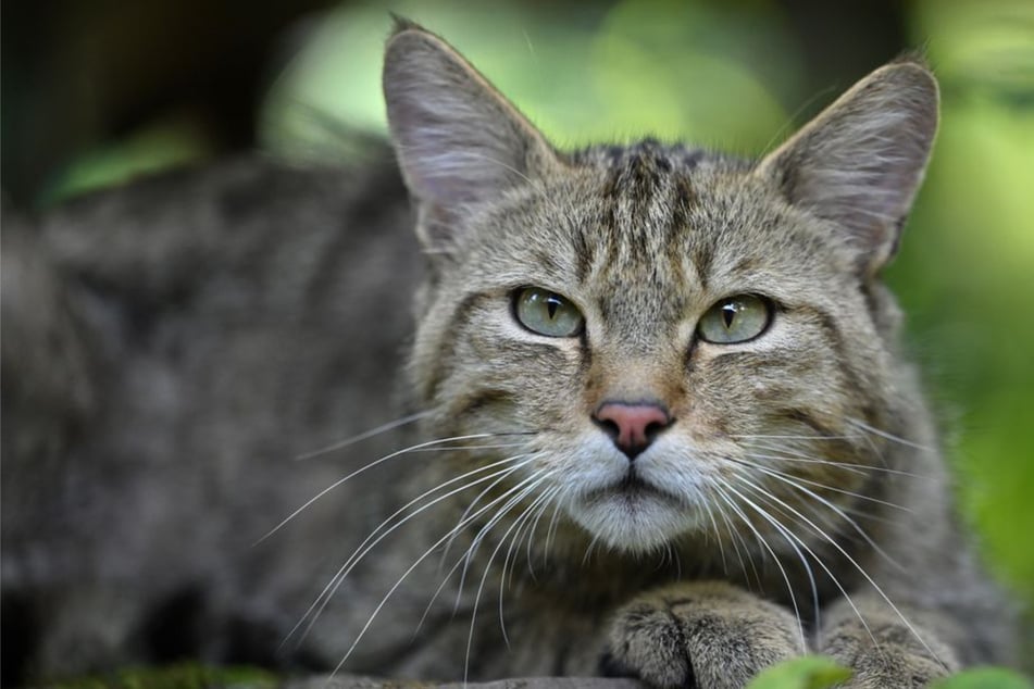 Sie galt in Brandenburg als ausgestorben: Jetzt ist diese Wildkatze zurück