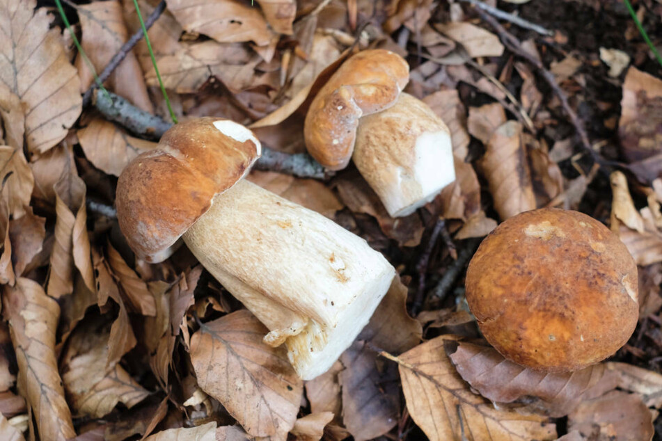 Pilzsammler haben bei der Ausübung ihres Hobbys am Donnerstag in Oranienburg menschliche Überreste entdeckt. (Symbolfoto)