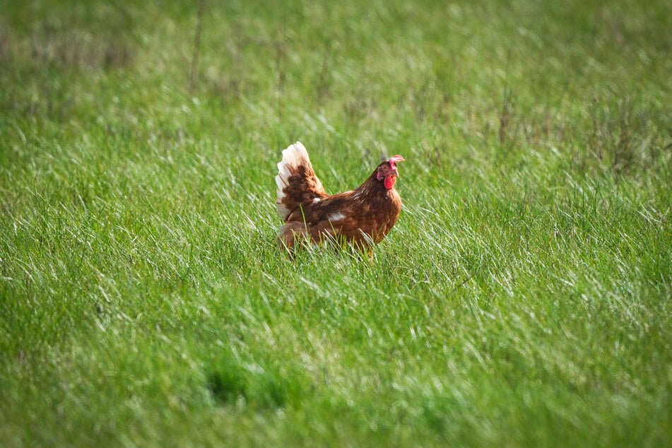 Ihre kleine Henne Trouble ist am Montag verstorben. (Symbolbild)