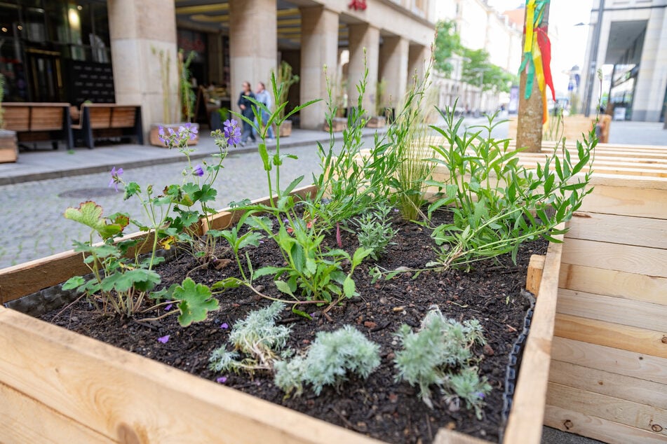 In den letzten zwei Jahren blühte es schon in der Seestraße.