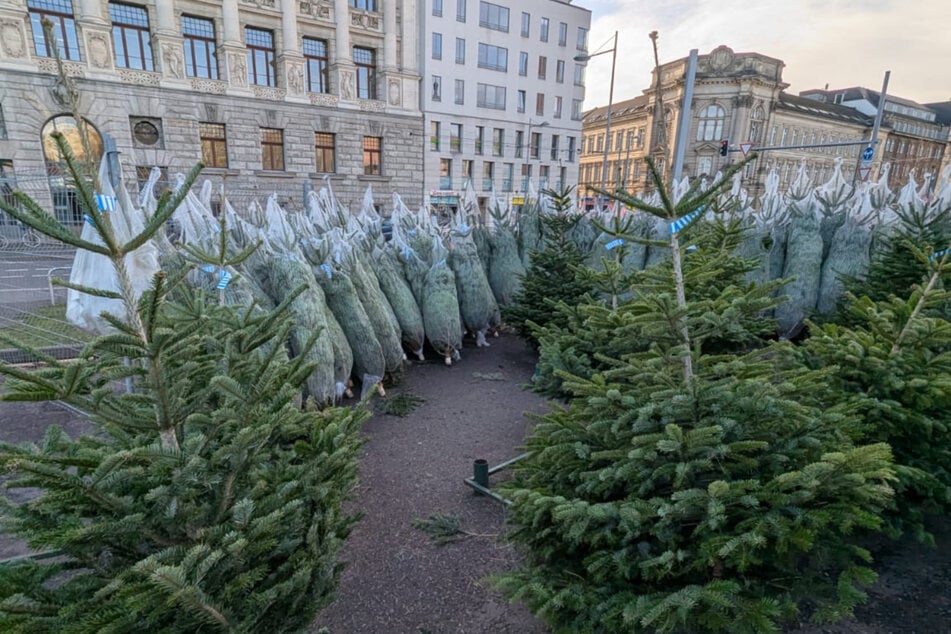 Einfach aussuchen, bezahlen und mitnehmen ist in Leipzig angesagt. Im Landkreis können aber auch Bäume selbst geschlagen werden.