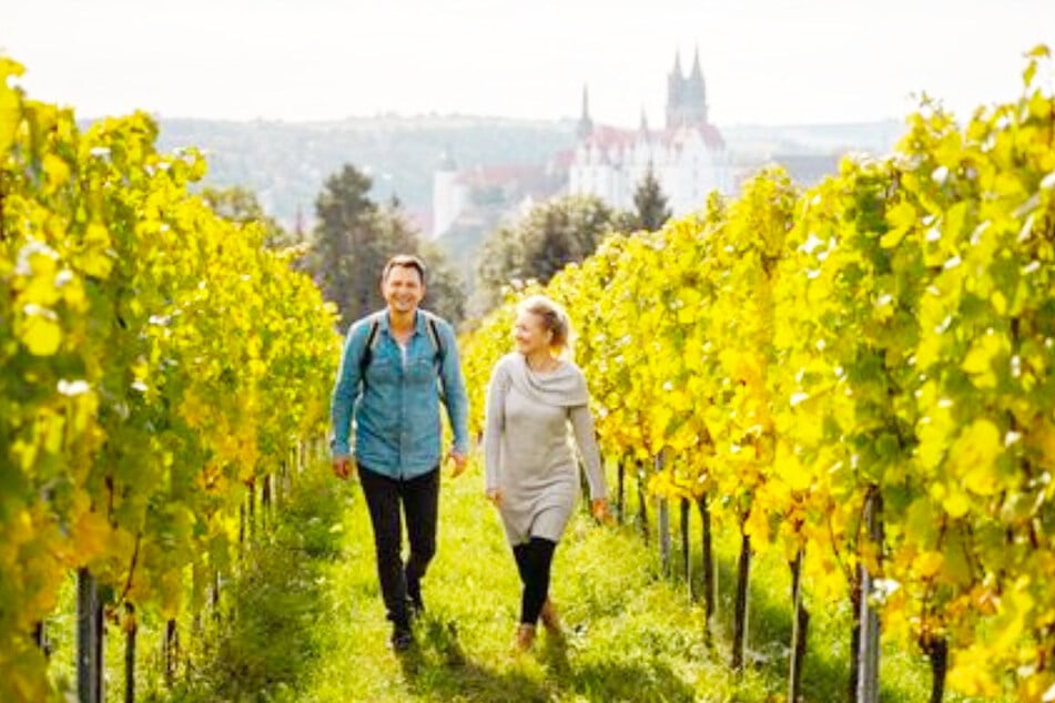 Auf in die Weinberge: Sichert Euch Eure Weinwanderung!